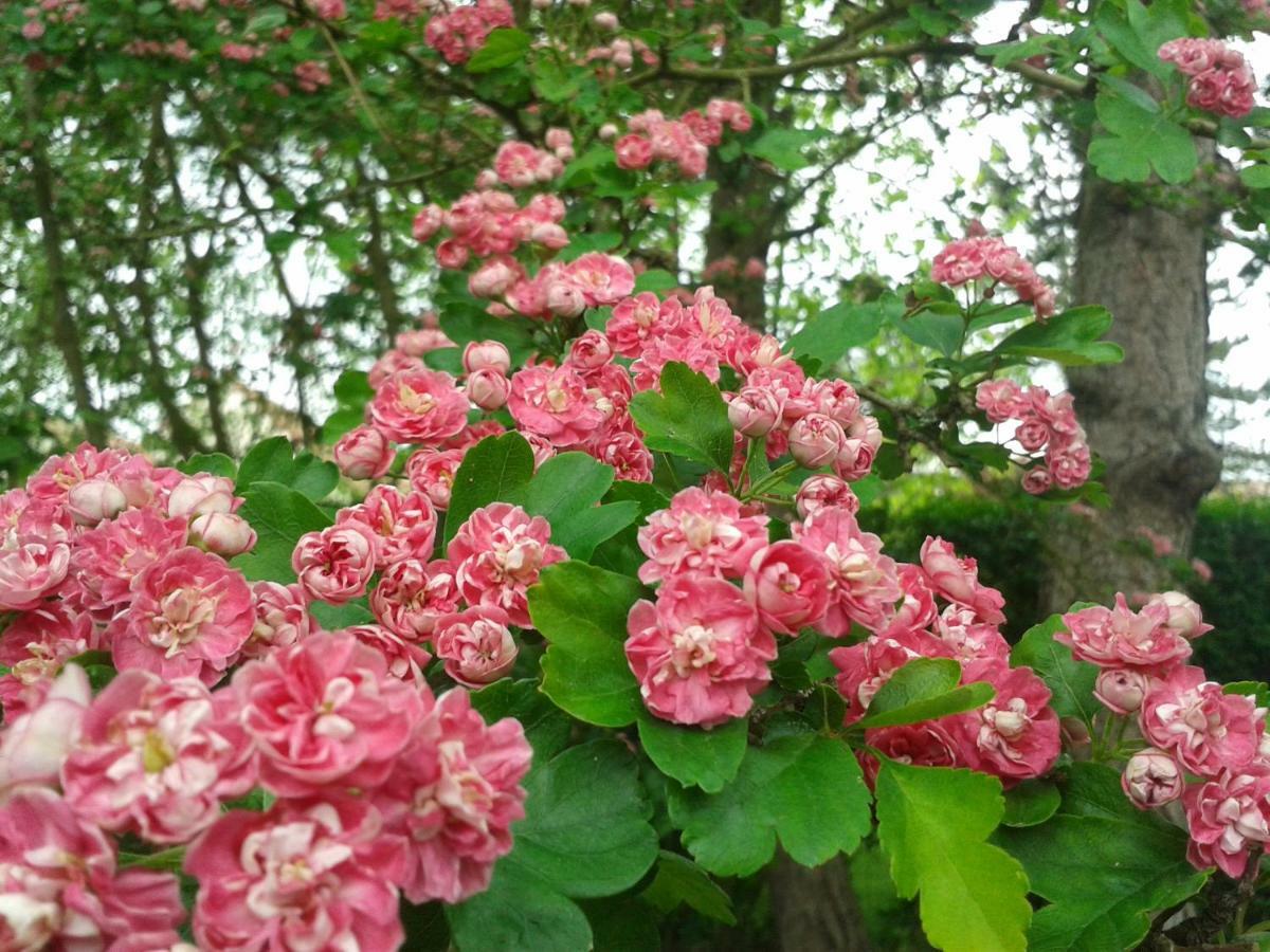 Chambre D'Hotes Les Hortensias Rang-du-Fliers Ngoại thất bức ảnh